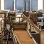Red Sea Crisis and Eastern Europe Conflicts Escalating Operational Costs in Middle East Grain Supply Chains